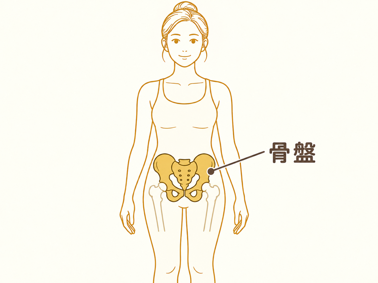 体の中で骨盤がある位置を示した図