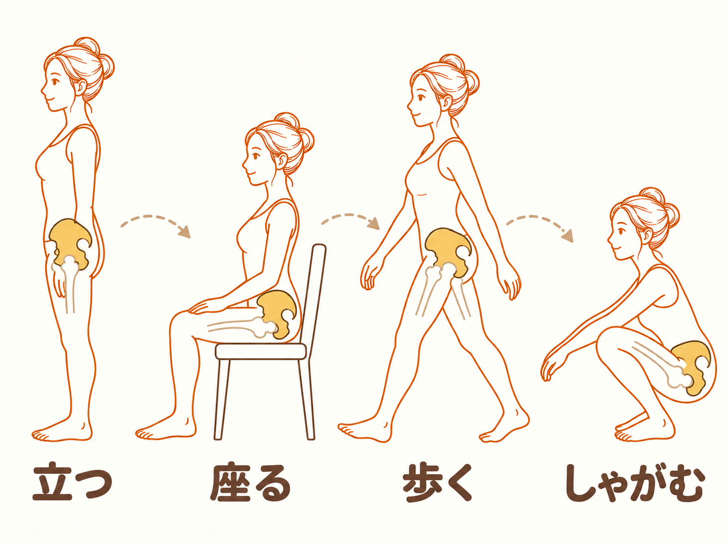 立つ・座る・歩く・しゃがむで、骨盤の傾きが少しずつ変わる様子