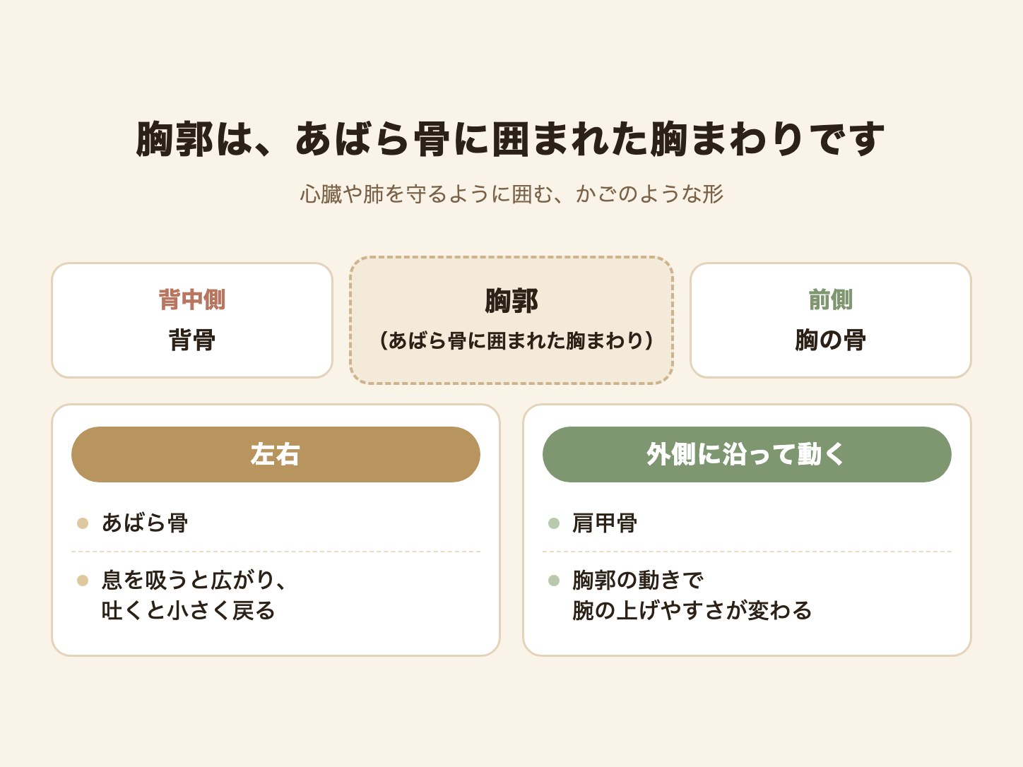 胸郭=背骨・あばら骨・胸の骨と、外側に沿って動く肩甲骨を整理した図解