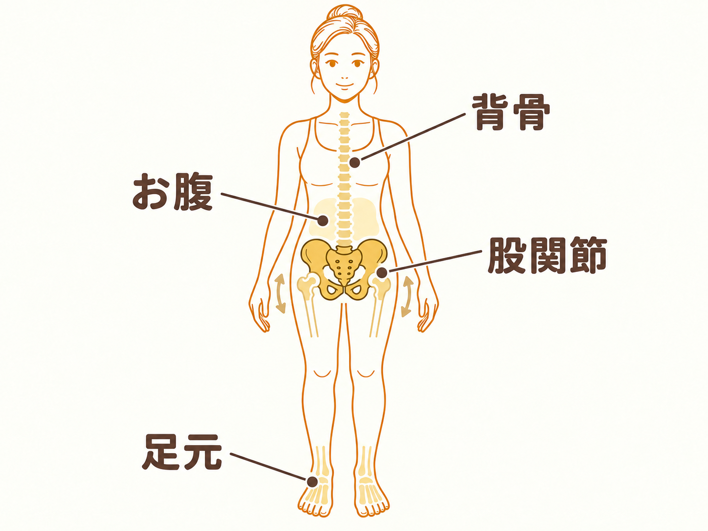 骨盤と、背骨・お腹・股関節・足元のつながり